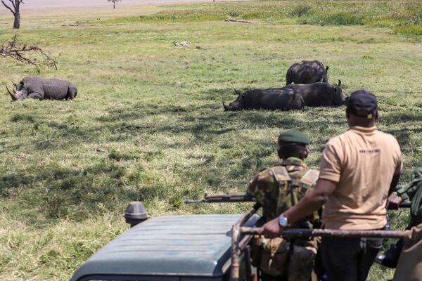 Lewa Wildlife Conservancy head of conservation and wildlife Dominic Maringa, right, gestures in the company of rangers during the annual wildlife count at Lewa Wildlife Conservancy, Northern Kenya, Thursday, Feb. 27, 2025. (AP Photo/Andrew Kasuku)