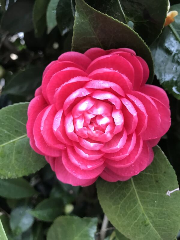 Nancy Bowen of Gainesville sent a photo of a blossom on her camellia bush. " I’ve never seen the petals line up like that," she wrote.