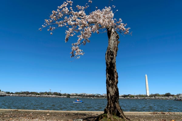 FILE - With the Washington Monument in the background, "Stumpy," the popular cherry tree, is seen at the tidal basin as cherry trees enter peak bloom in Washington, March 24, 2024. (AP Photo/Jose Luis Magana, File)