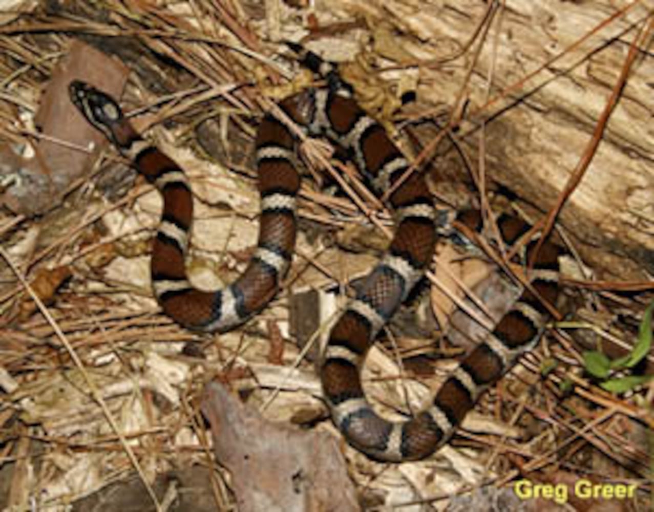 Georgia non-venomous snakes