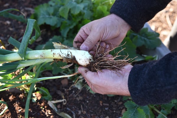 Cambardella is possibly the only urban agriculture director in the country. HYOSUB SHIN / HSHIN@AJC.COM