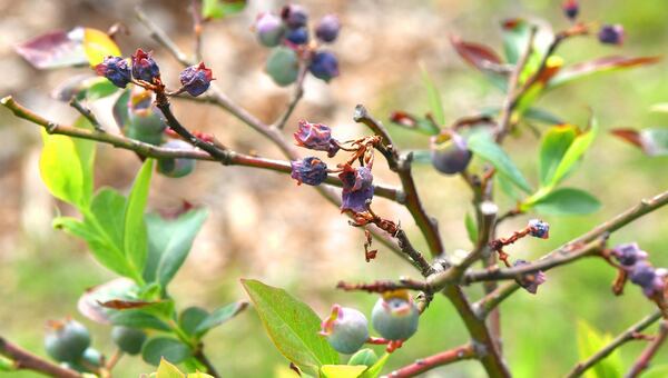 Damaged blueberry blooms (center) are  evidence of the recent frost that devastated 80% of the Hemi Blueberry Farm crop. Although the plant will survive to produce next year, once the bloom is gone, the blueberry is gone for the season. Chris Hunt for The Atlanta Journal-Constitution