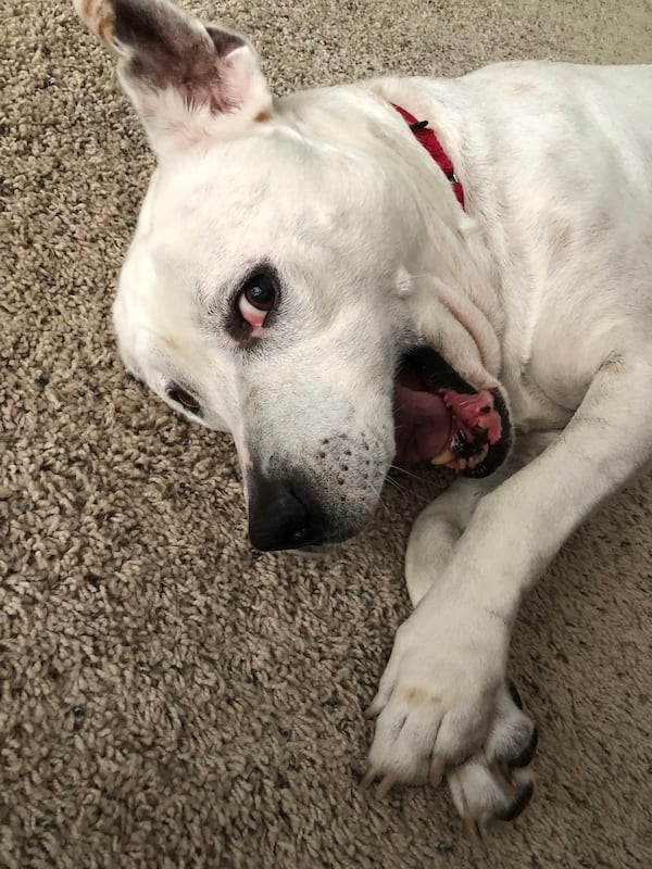 Etta is a 13-year-old active pointer and American Bulldog mix. Her Instagram page is “Adoptable Etta.”