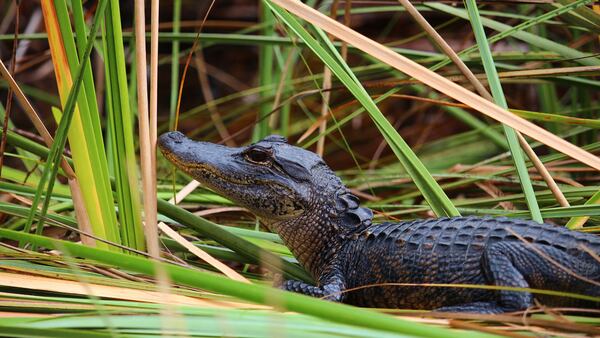 A Florida man arrested after a crime spree in March was caught abusing a young alligator after Lee County deputies discovered video of the abuse on his phone.