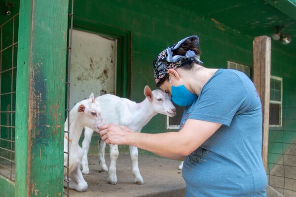 Danielle Cuff, a former pastry chef, nuzzles a goat at Decimal Place Farm in Clayton County. COVID-19 shutdowns forced her out of the fast-paced restaurant industry. She works turning goat milk into cheese and has regained time, including weekends to spend helping her aging parents. (Alyssa Pointer/Atlanta Journal Constitution)