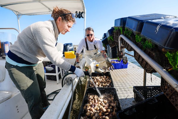 Laura Salomon (left) washes oysters after harvesting them with the help of chef Chris “Chino” Hathcock at the Tybee Oyster Farm in the Bull River on Wednesday, October 23, 2024.
(Miguel Martinez / AJC)