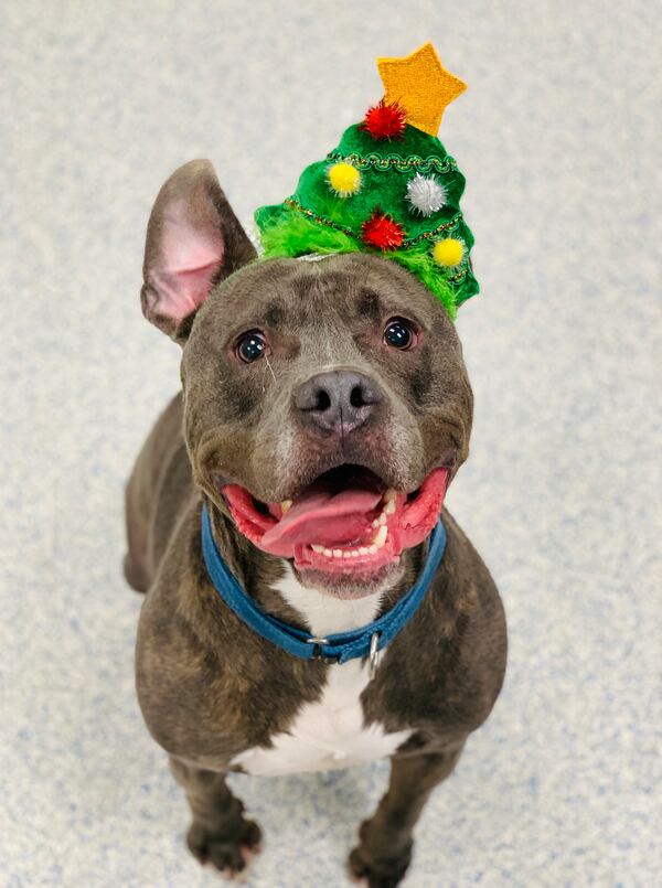 Tommy is ready to meet you at the Lifeline Community Animal Center.