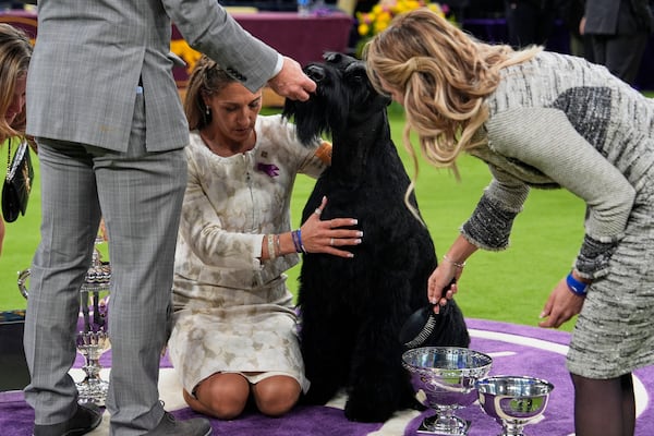 Monty, a Giant Schnauzer, receives a treat after winning best in show in the 149th Westminster Kennel Club Dog show, Tuesday, Feb. 11, 2025, in New York. (AP Photo/Julia Demaree Nikhinson)