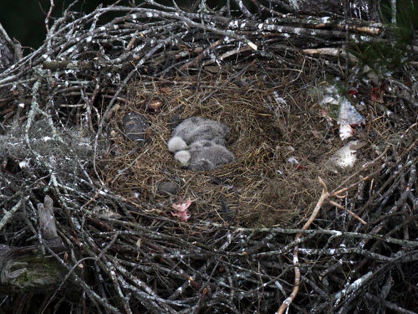 Count shows more bald eagles in Georgia