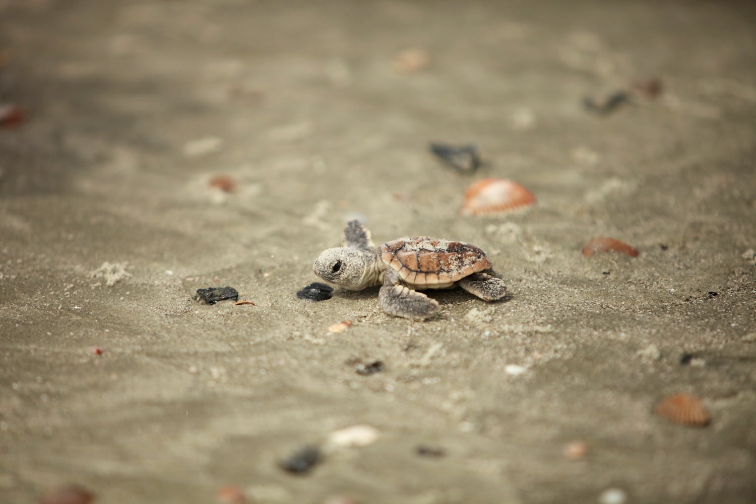 Little St. Simons Island by Britt Brown