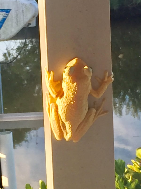 Bert Fontaine shared this photo from March 2020 that he took of an albino tree frog on his porch in Venice, Florida.