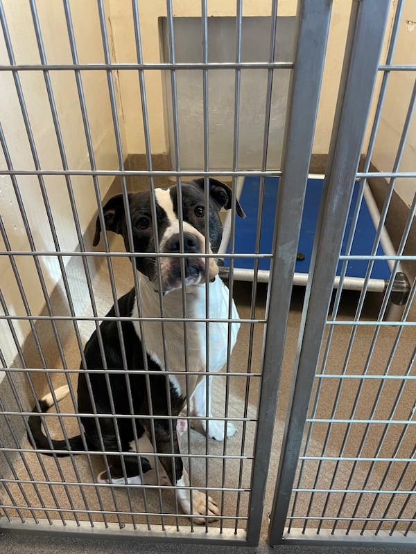 "Scotland," a 5-year-old pit bull-mix, awaits a new owner at the DeKalb County Animal Shelter .