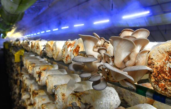 Oyster mushrooms bathe in the mist, darkness and blue light of one of the greenhouses on Ellijay Mushrooms' farm in North Georgia. (Chris Hunt for The Atlanta Journal-Constitution)