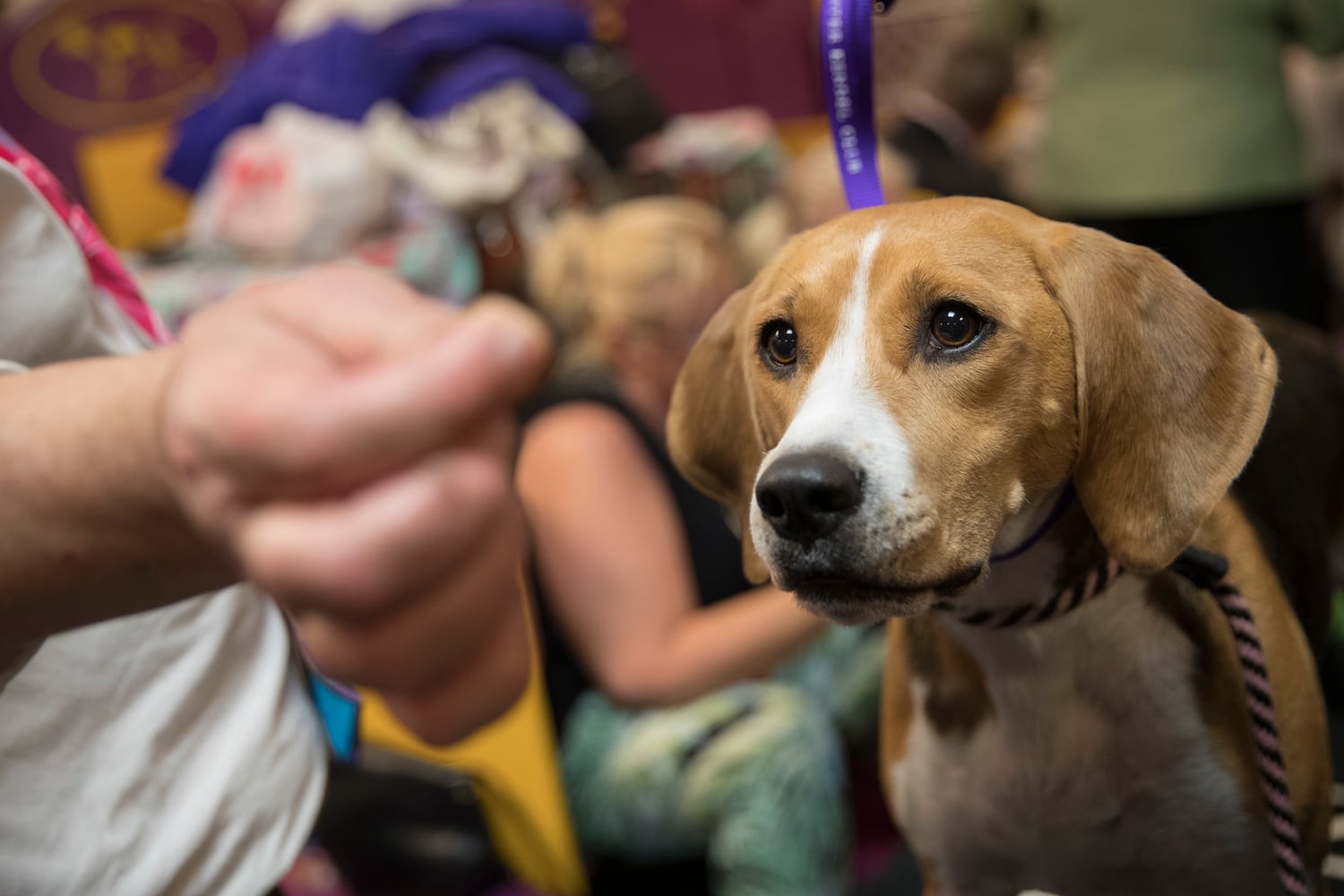 Photos: Westminster Dog Show 2018: Bichon frisé Flynn crowned best in show