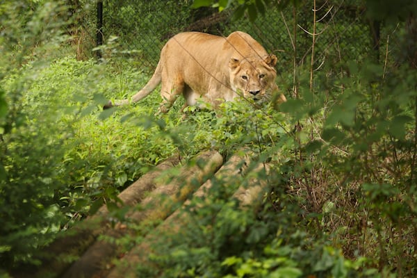 Liberty approaches visitors in her enclosure at Noah’s Ark Animal Sanctuary in Locust Grove. (Jason Getz / Jason.Getz@ajc.com)