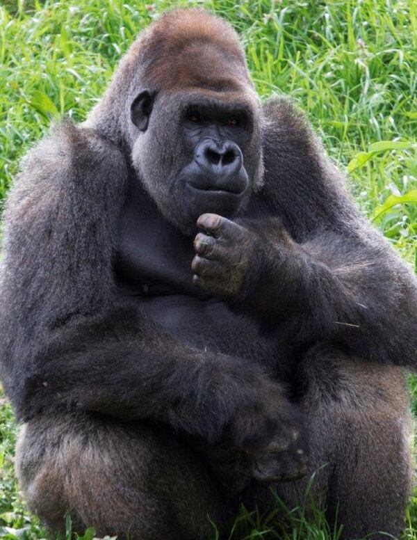 Mbeli, 16, and two of his colleagues will be leaving Zoo Atlanta later this month. Photo: Zoo Atlanta