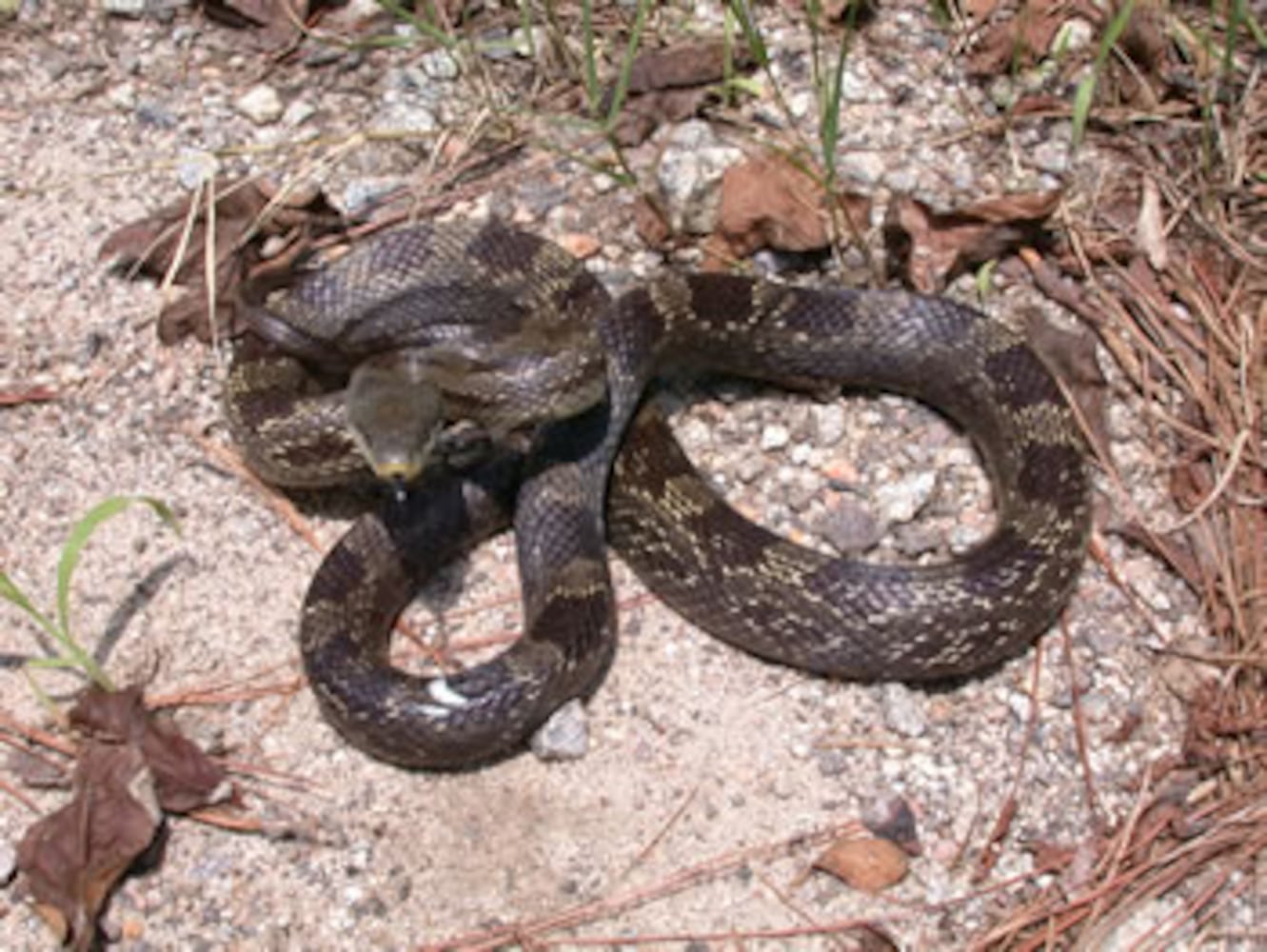 Georgia non-venomous snakes