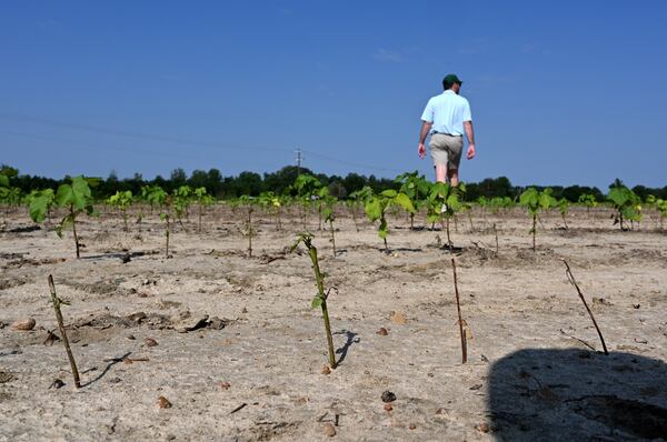 Trey Davis, son of Bart Davis and a Managing Partner of Davis Family Farms, shows one of their cotton fields being damaged by recent hailstorms and high winds, Wednesday, June 28, 2023, in Doerun, GA. Cotton plants on this field were young so had sever damaged. Bart Davis has around 7,500 acres of land across Southwest Georgia in Colquitt, Mitchell, Worth, and Dougherty counties — and every acre of cotton was hit by the storms. Hail the size of golf and tennis balls, some even larger, slammed his crops, Davis said. Damage ranged from moderate to severe, he said. (Hyosub Shin / Hyosub.Shin@ajc.com)