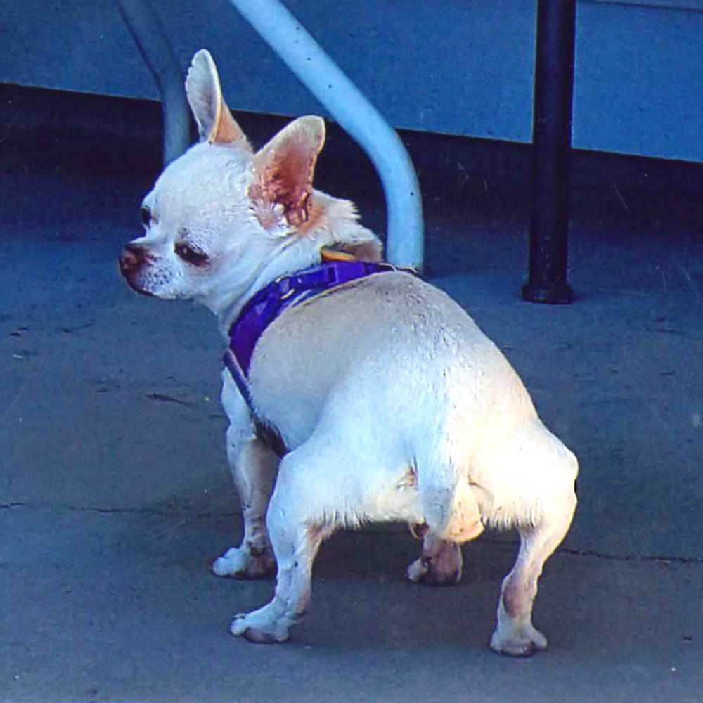 Photos: 2018 World’s Ugliest Dog contestants