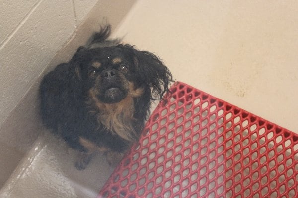 Photos courtesy of Gwinnett County Animal Shelter.