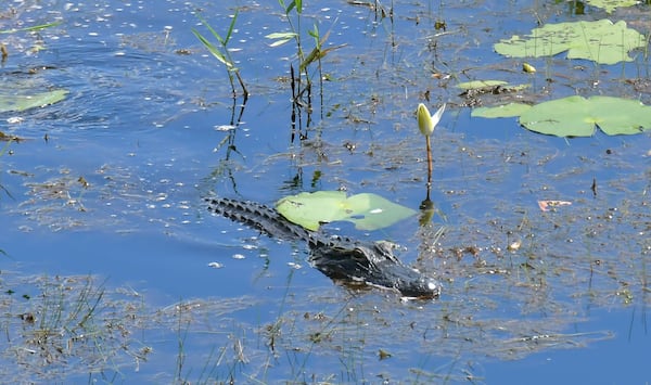 The Okefenokee National Wildlife Refuge covers nearly 630 square miles in southeast Georgia and is home to alligators, bald eagles and other protected species. HYOSUB SHIN / HYOSUB.SHIN@AJC.COM