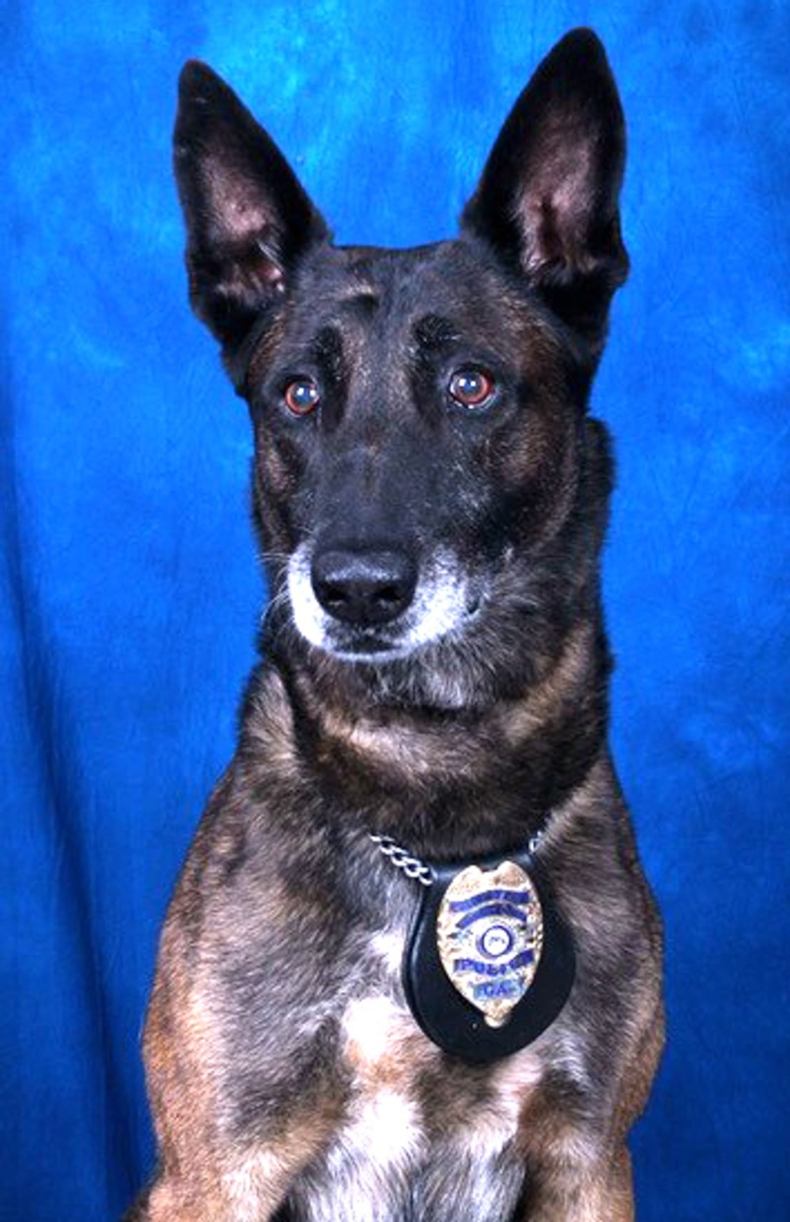 Draco: "He's an amazing animal," a Gwinnett police spokeswoman said. "His K-9 handler thought the world of him."