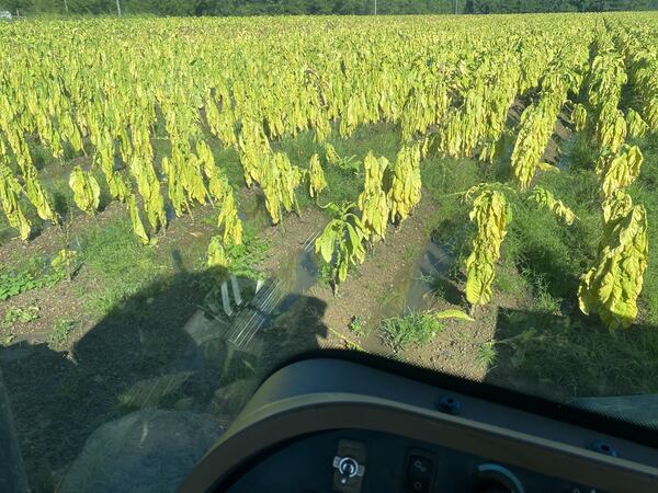 A photo of damaged tobacco plants taken in early August 2024 by Chance Callaway, a fourth-generation grower in Tattnall County, about 50 miles from Savannah. Tropical Storm Debby did significant damage to Georgia's tobacco crop when it churned through South Georgia. SPECIAL to the AJC