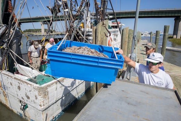 TYBEE ISLAND, GA - OCTOBER 4, 2023: Brendan Mathews unloads a bushel of shrimp from the crew of the shrimp trawler Amanda Lynn, Wednesday, Oct. 4, 2023, in Tybee Island, Georgia. Local shrimpers are struggling against foreign shrimp farms under cutting the market. (AJC Photo/Stephen B. Morton)