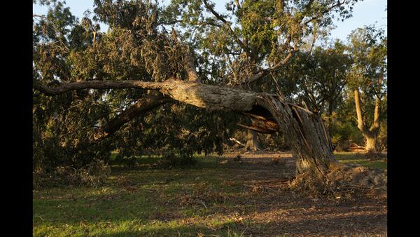 Hurricane Michael toppled pecan trees in South Georgia.