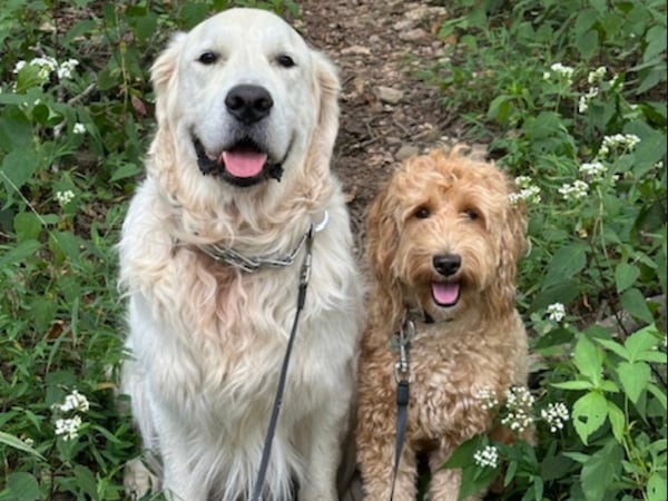 Coconut, left, and Apricot Culpepper call Lee and Warren Culpepper of Atlanta their people. They are pictured during a hike in search of distressed sticks. (Courtesy photo)