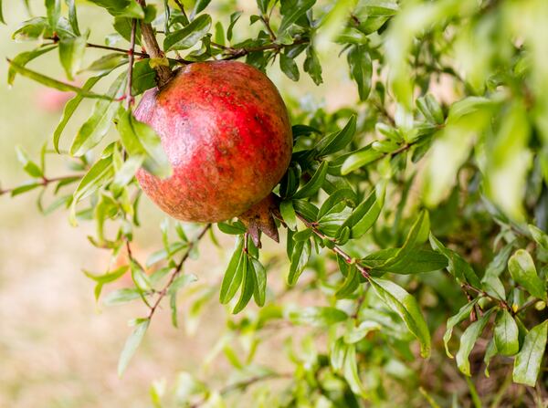 Among the exotic fruit growing behind Mike Sullivan's home in Dunwoody is this pomegranate. Jenni Girtman/For The AJC