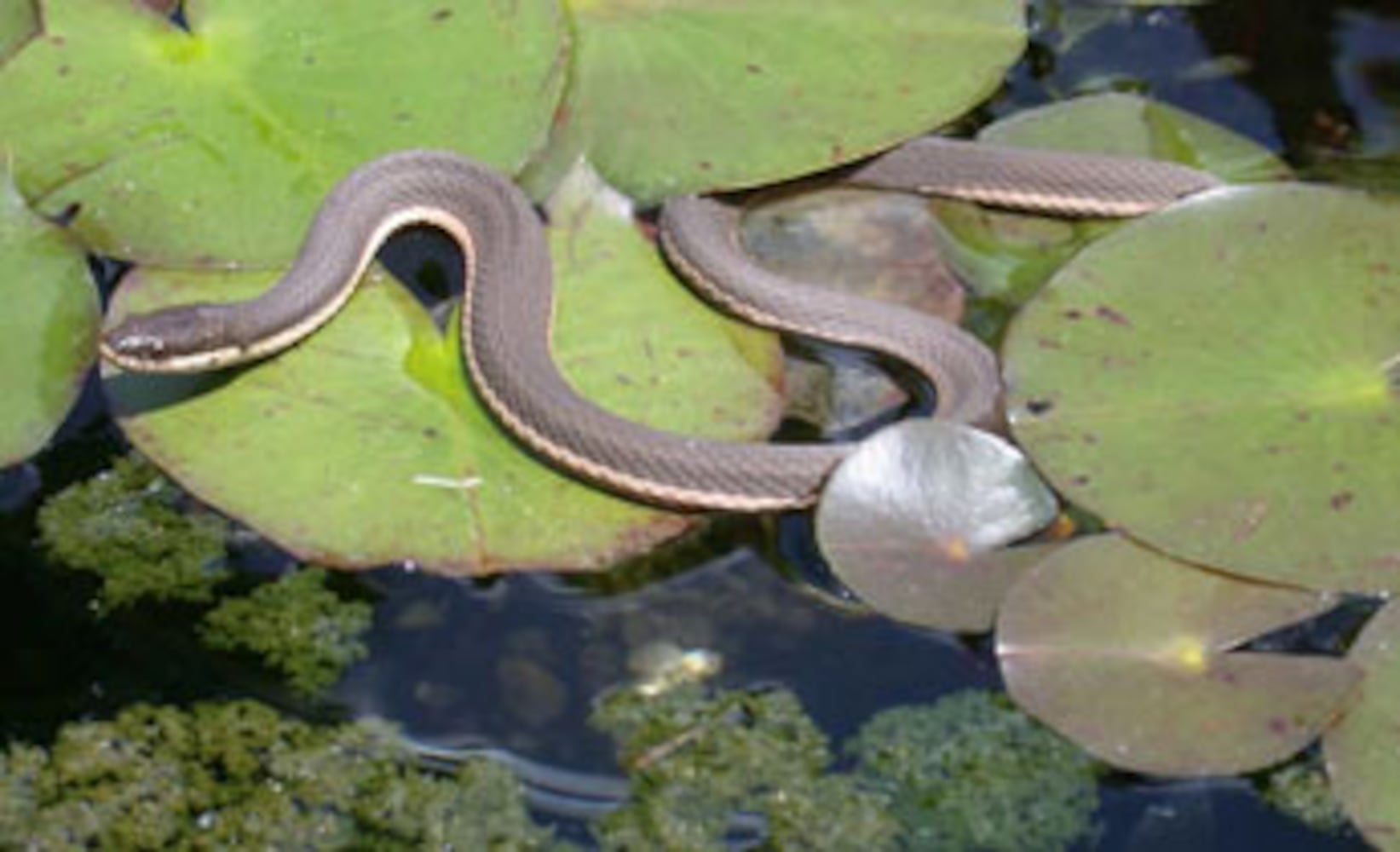 Georgia non-venomous snakes