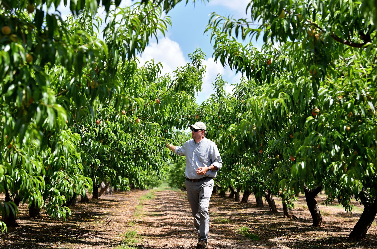 Fifth-generation peach farmer Lawton Pearson checks peaches at Pearson Farm in Fort Valley. Agriculture is Georgia's largest industry, but Hurricane Helene and other major storms in recent years have taken a toll. Farmers have also seen their profits decline because of higher costs for fuel and fertilizer. Hyosub Shin/AJC file