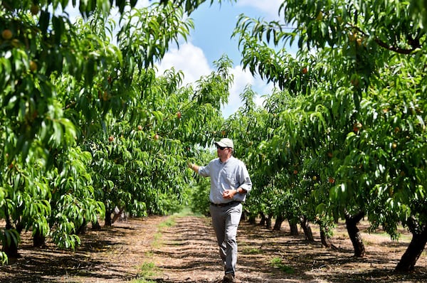 Fifth-generation peach farmer Lawton Pearson checks peaches at Pearson Farm in Fort Valley. Agriculture is Georgia's largest industry, but Hurricane Helene and other major storms in recent years have taken a toll. Farmers have also seen their profits decline because of higher costs for fuel and fertilizer. Hyosub Shin/AJC file