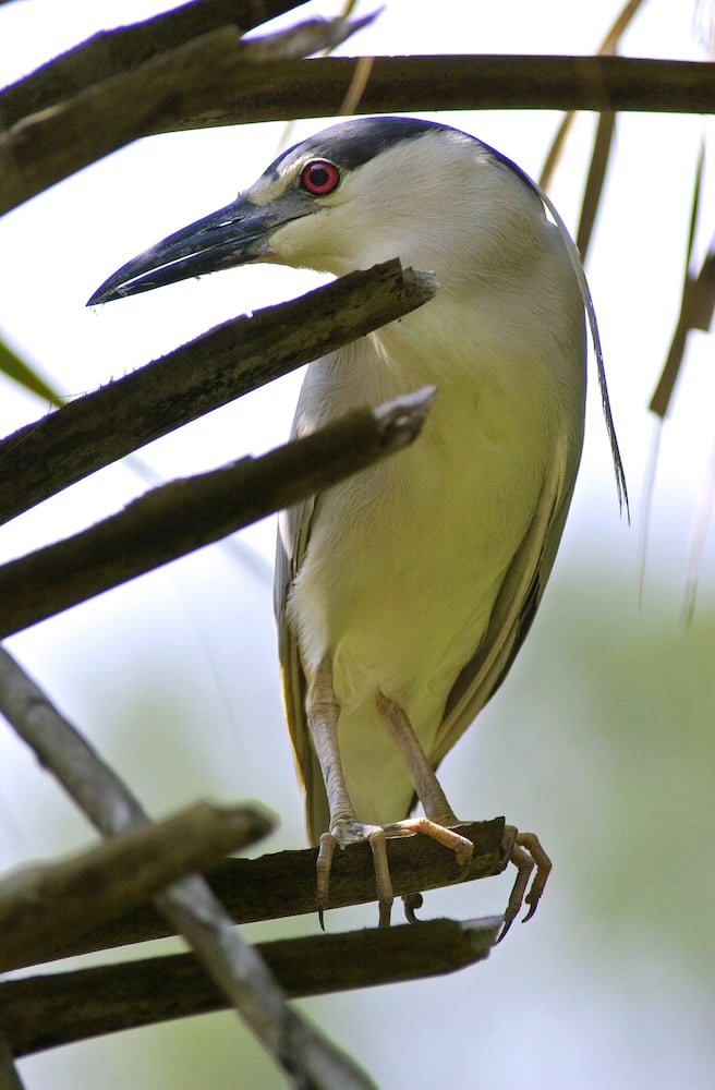 Coastal birds of Georgia