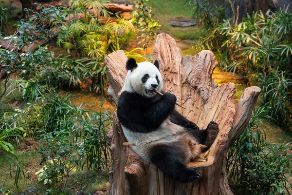 The Beijing-gifted giant panda Ke Ke makes her debut appearance to media in Ocean Park during a preview event in Hong Kong, Monday, Dec. 2, 2024. (AP Photo/Chan Long Hei)