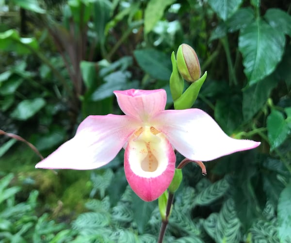 Atlanta Botanical Garden brings beautiful color to winter with its annual Orchid Daze.