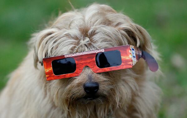 FILE: A dog wears solar glasses in preparation to view the eclipse in Regent's Park in London, Friday, March 20, 2015. Unfortunately due to heavy cloud cover, the eclipse was not visible in London. (AP Photo/Kirsty Wigglesworth)