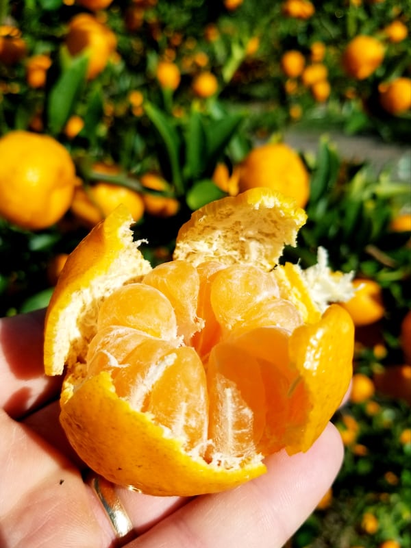 Satsuma mandarins are easy to peel, sweet and juicy. (Courtesy of Franklin’s Citrus Farm)