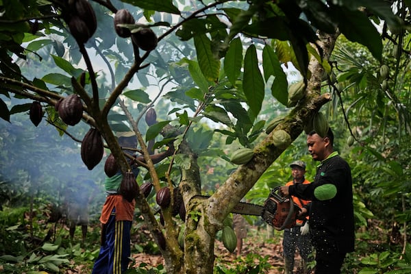 A farmer uses a chainsaw to trim a cocoa tree at a plantation in Tanjung Rejo, Lampung province, Indonesia, Tuesday, Feb. 18, 2025. (AP Photo/Dita Alangkara)