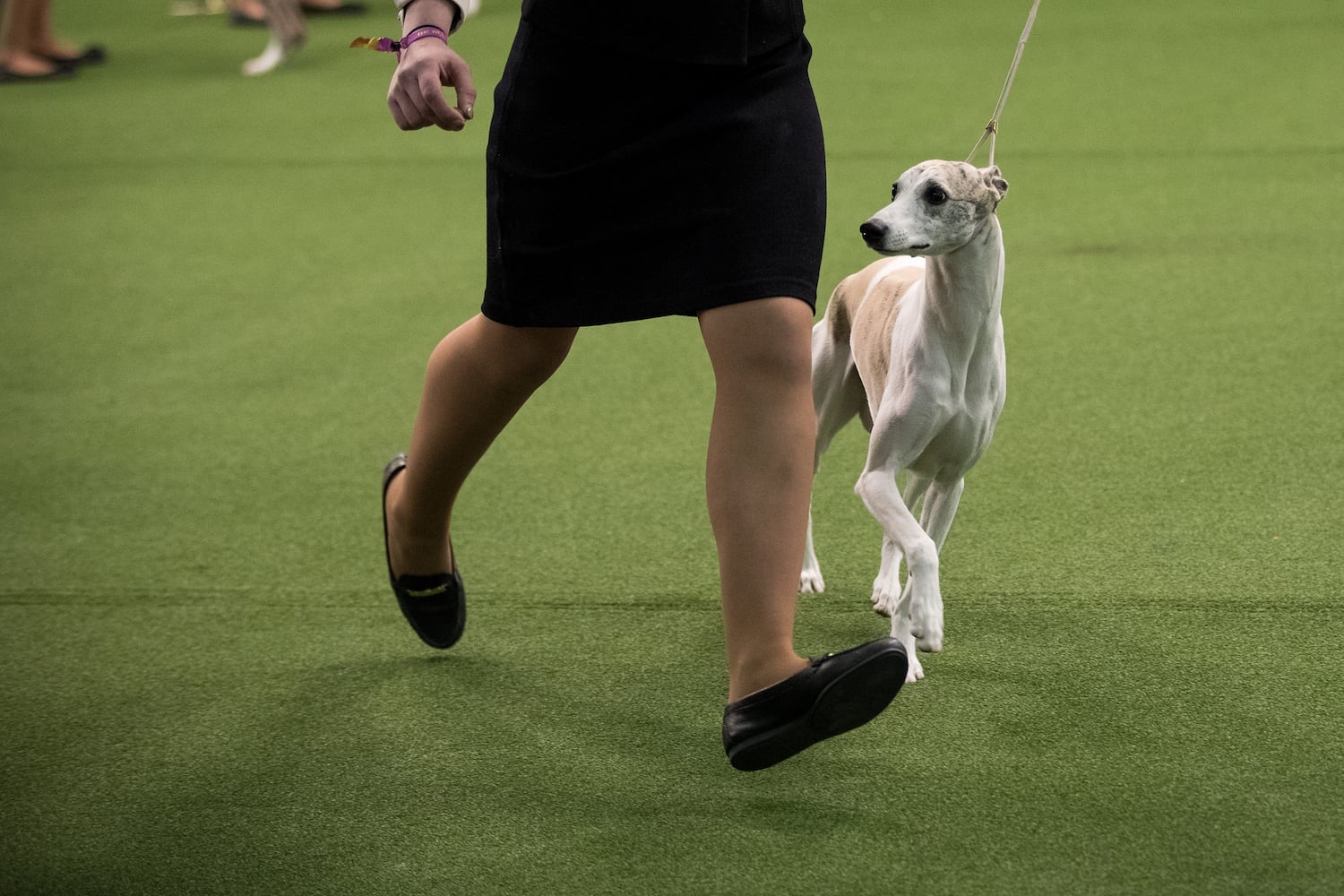 2017 Westminster Dog Show