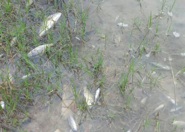 This image taken from video Wednesday, Feb. 19, 2025, shows dead fish in the Kafue River near the town of Luanshya, Zambia. (AP Photo/Richard Kille )