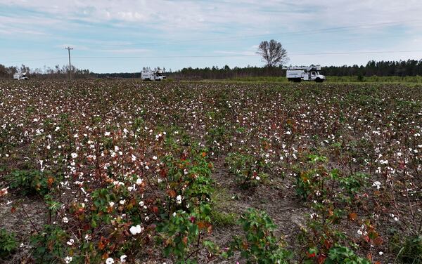 A damaged cotton field caused by Hurricane Helene at Vickers Farms, Tuesday, October 1, 2024, in Nashville, Ga. (Hyosub Shin / AJC)