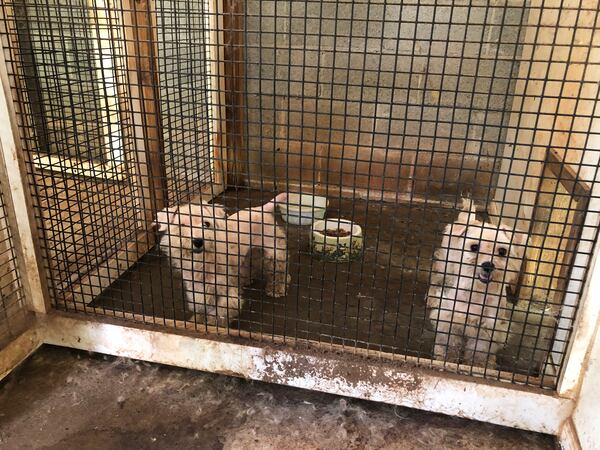 Dozens of Maltipoo dogs were found living in “deplorable conditions.”