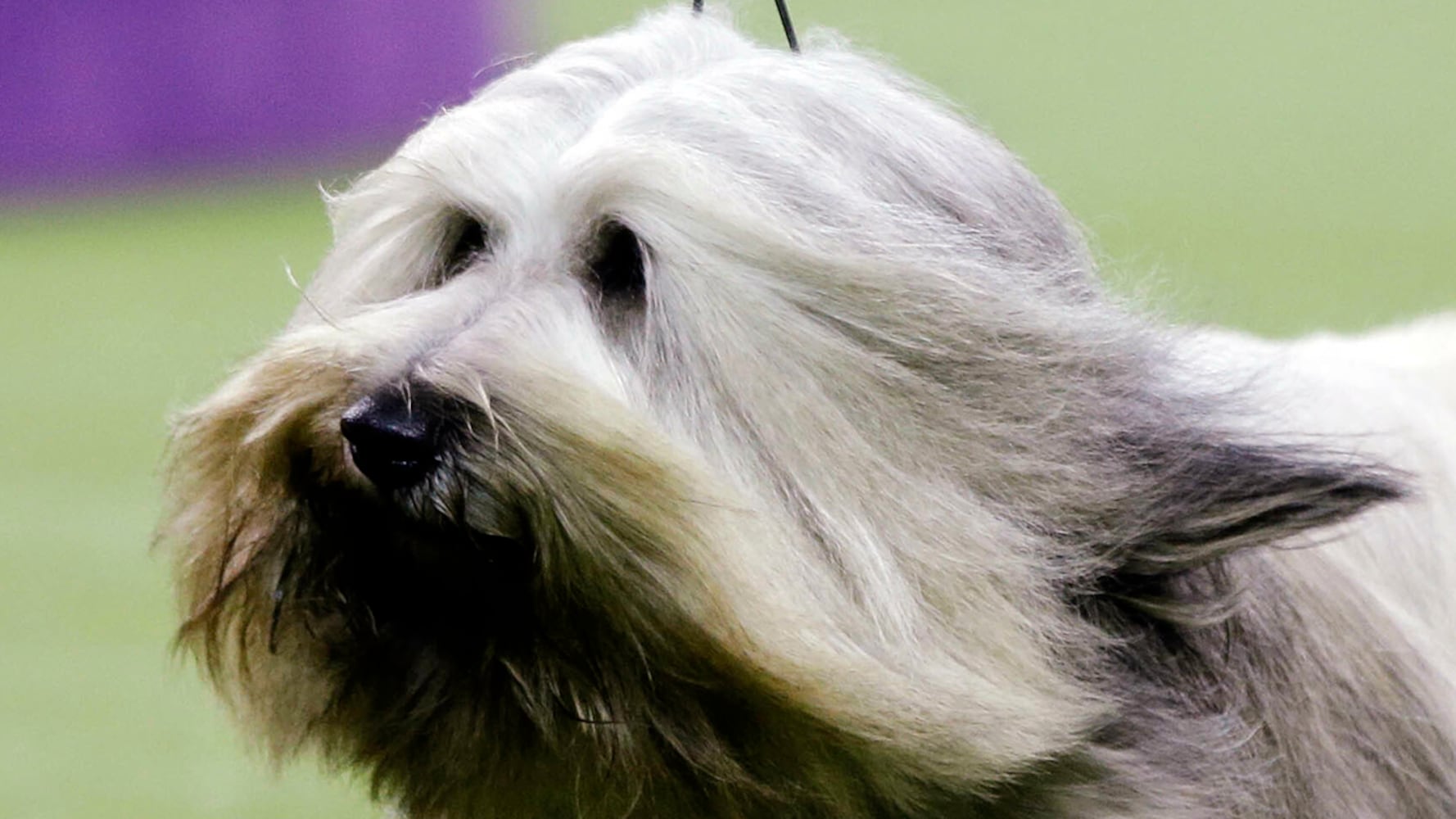 2019 Westminster Dog Show