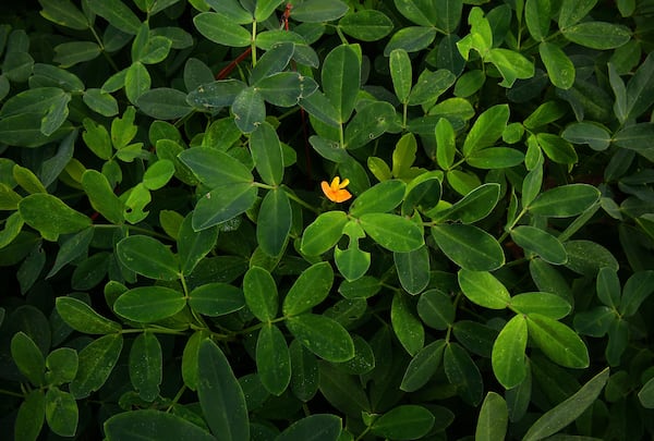 Without the flowers, there would be no peanuts. Longleaf Ridge, grows a variety called Georgia-06G, a high-yield breed of runner peanut developed by the University of Georgia. (Chris Hunt for The Atlanta Journal-Constitution)