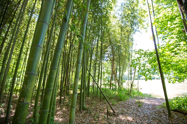 The Sandy Springs' East Palisades Chattahoochee River Trail is ITP and is accessible via trail heads at Whitewater or Indian Trail. The more than 3 miles of eastern bank hiking trails include high-elevations, mill ruins and a bamboo forest.