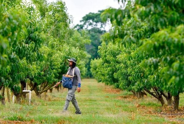 A Dickey Farms worker walks through a peach orchard in Byron while picking the fruit. (Photo Courtesy of Jason Vorhees/The Telegraph)