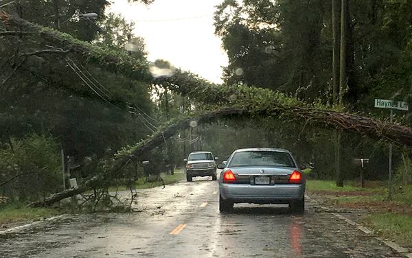 An ivy-laden tree crashed across Old Jesup Road in Brunswick overnight. Saturday morning neighbors were gathering to remove trees from the roadway, saying they weren't sure when cleanup crews would be able to respond. (Ben Brasch / AJC)