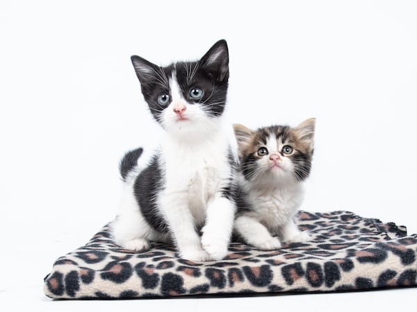 The adoption event runs through Sunday, June 16. (Photo: LifeLine Animal Project)